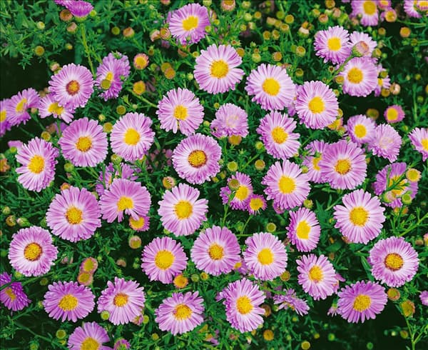 Aster novi-belgii Angela Peel
