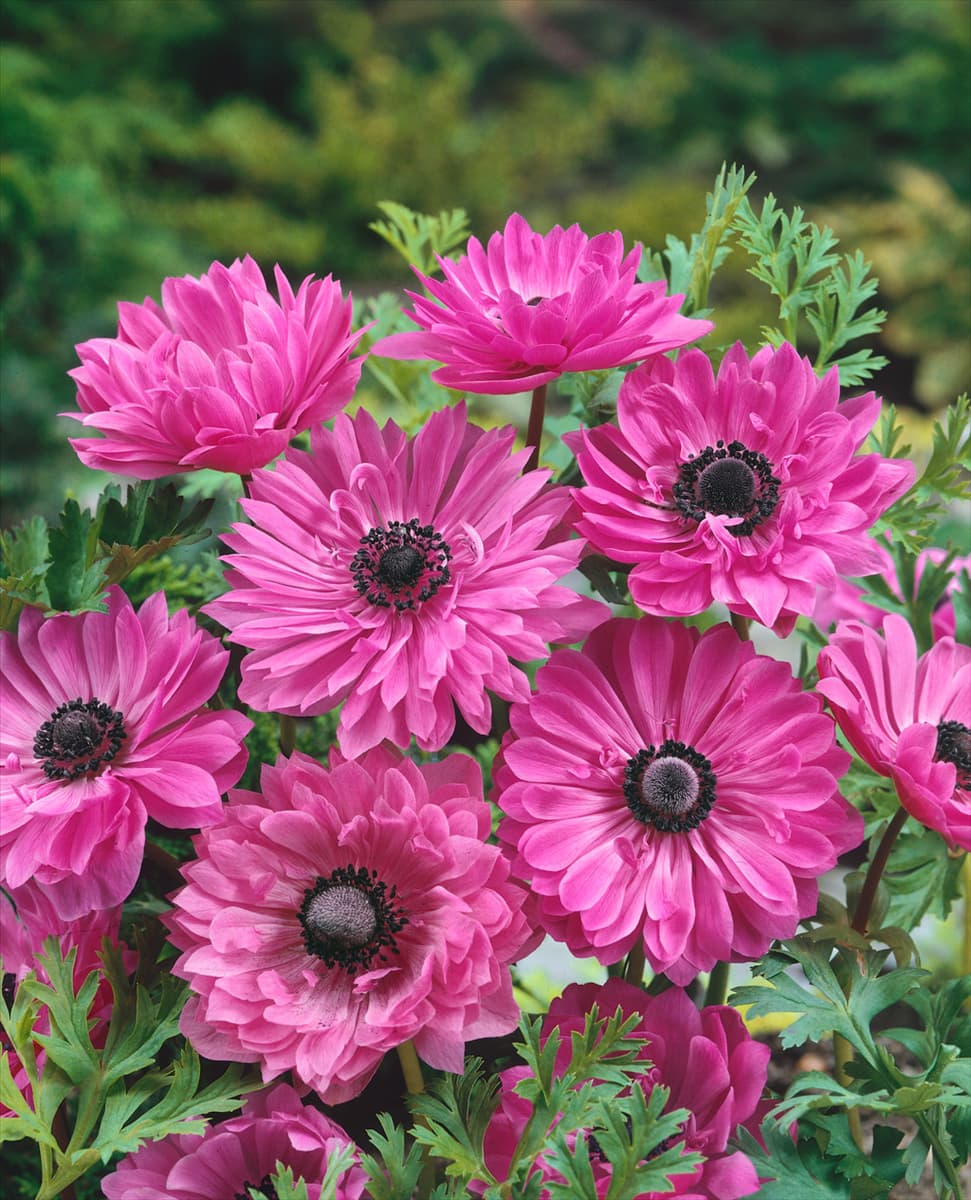 ANEMONE ST. BRIGID THE ADMIRAL