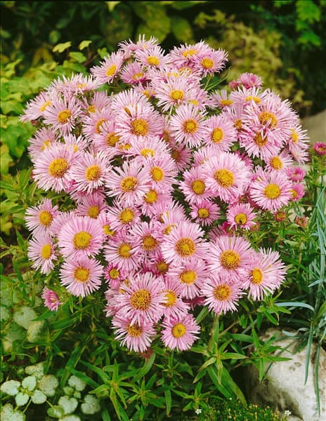 Aster novi-belgii Double