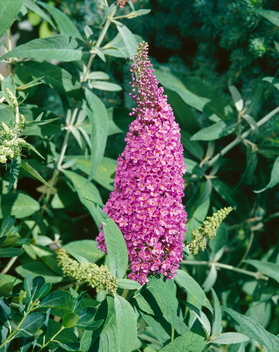 Buddleja davidii Summer Beauty
