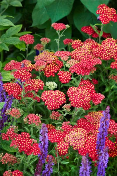 Achillea millefolium Fanal
