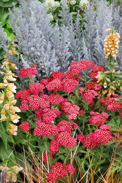 Achillea millefolium Fanal