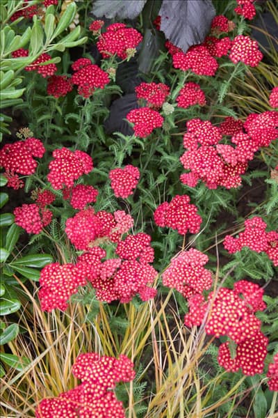 Achillea millefolium Fanal