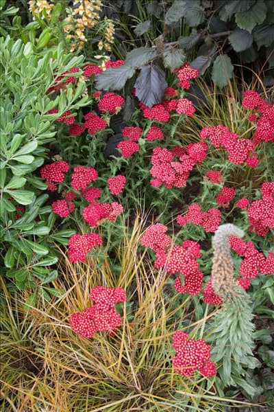 Achillea millefolium Fanal