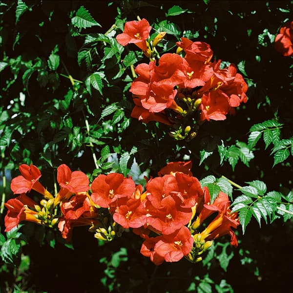 Campsis radicans
