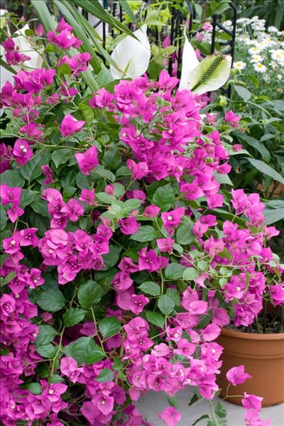 Bougainvillea glabra 'Alexandra'