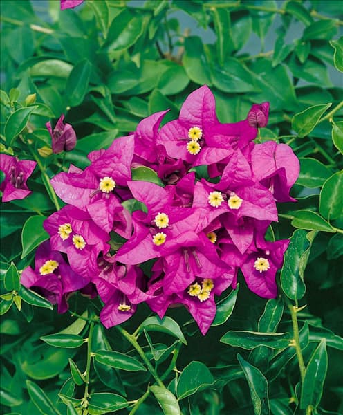 BOUGAINVILLEA NONYA (PBR-AUS)