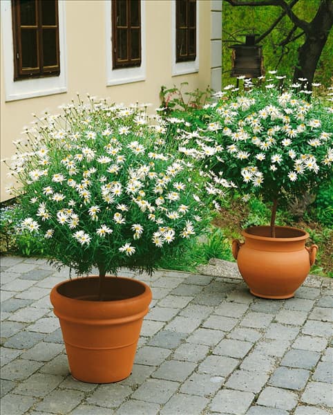 Argyranthemum frutescens / standard