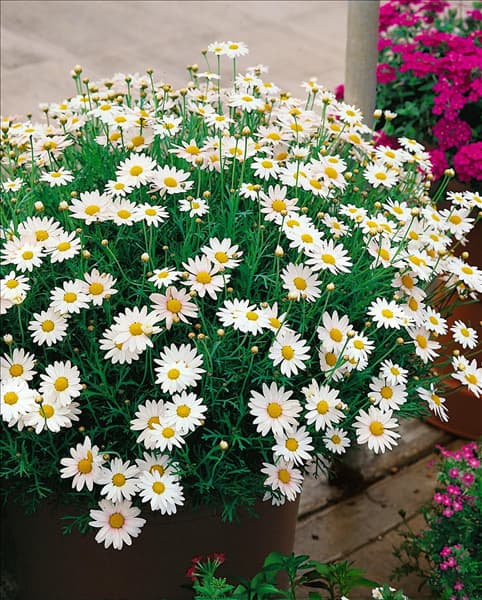 Argyranthemum frutescens Cobbity Daisies