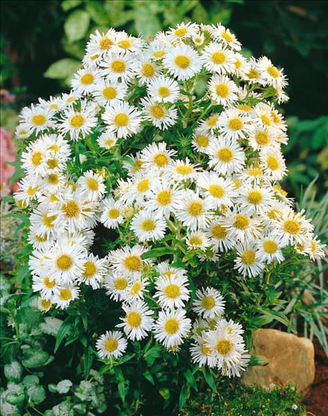 Aster novi-belgii White Ladies