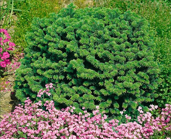 Abies balsamea Nana