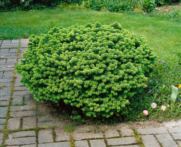 Abies balsamea Nana