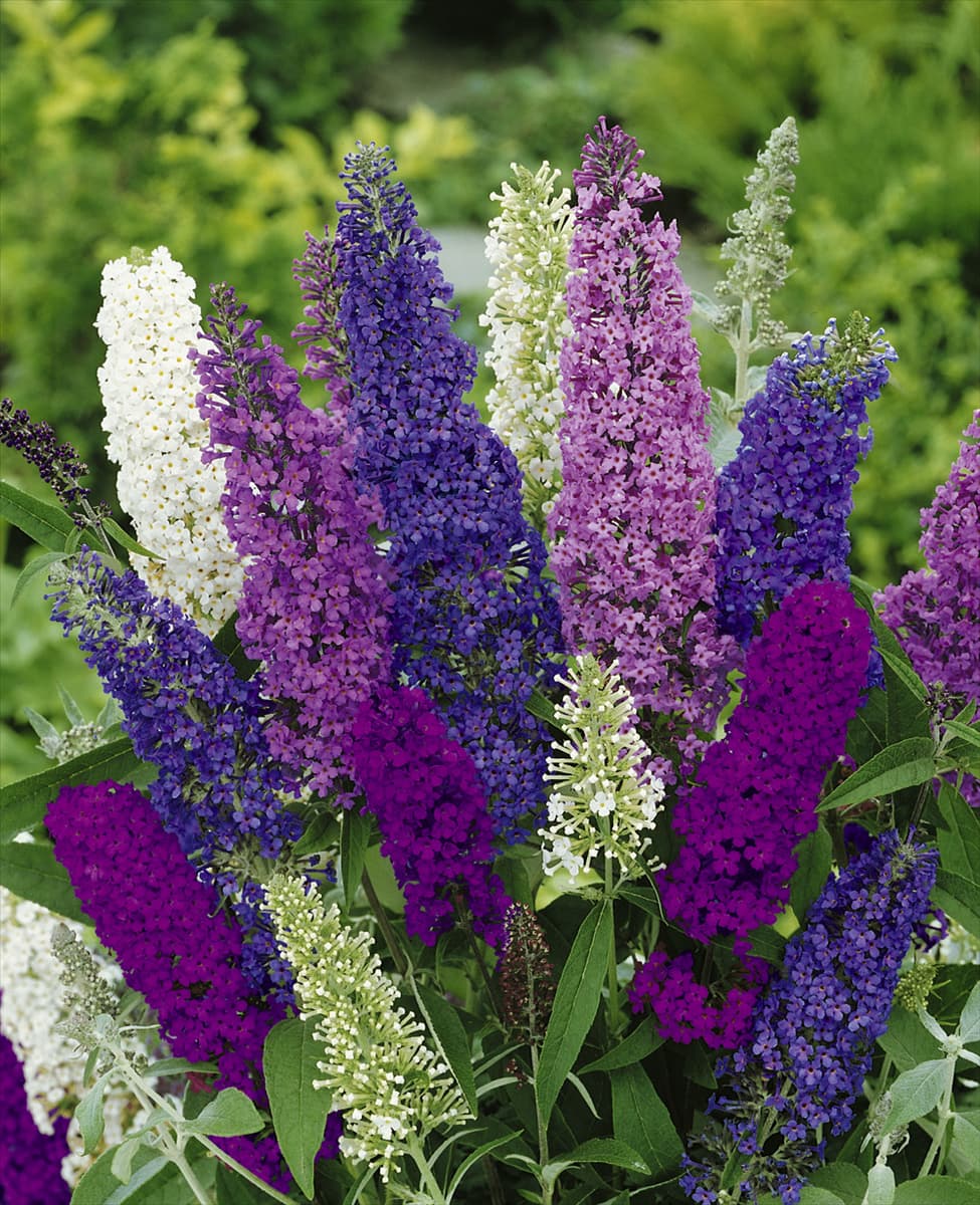 Buddleja davidii mixed