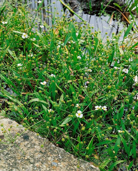 Baldellia ranunculoides