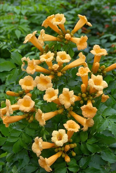 Campsis radicans Flava