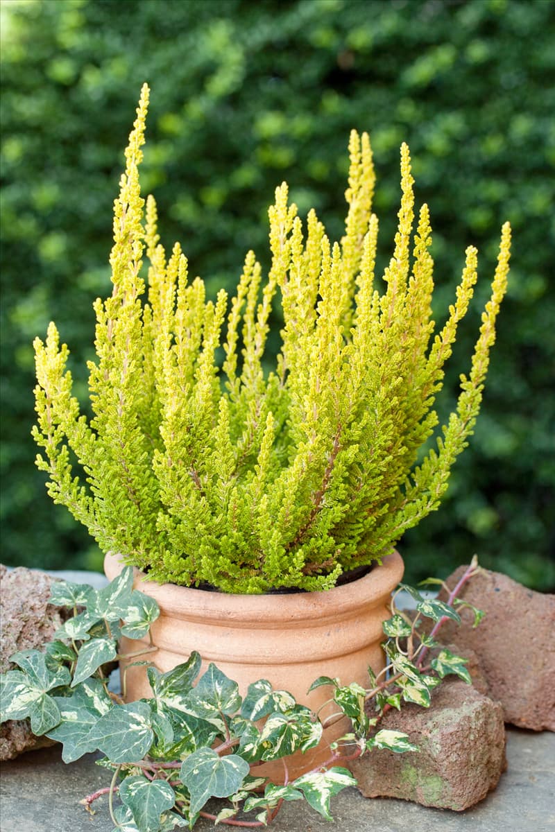 Calluna vulgaris Zeta
