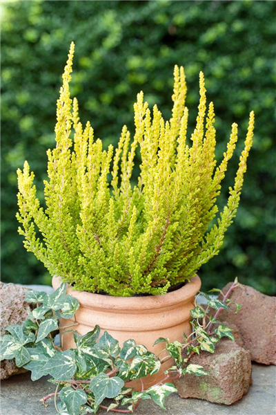 Calluna vulgaris Zeta