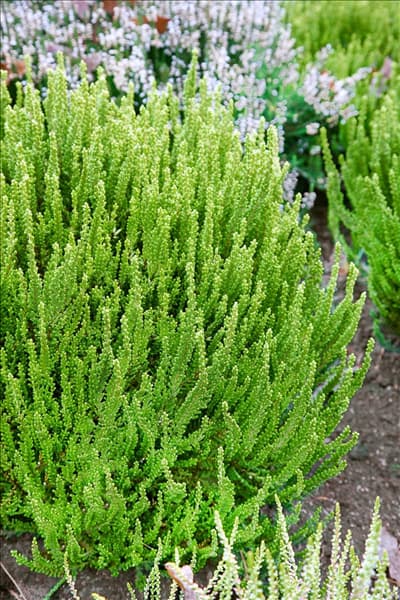 Calluna vulgaris Zeta