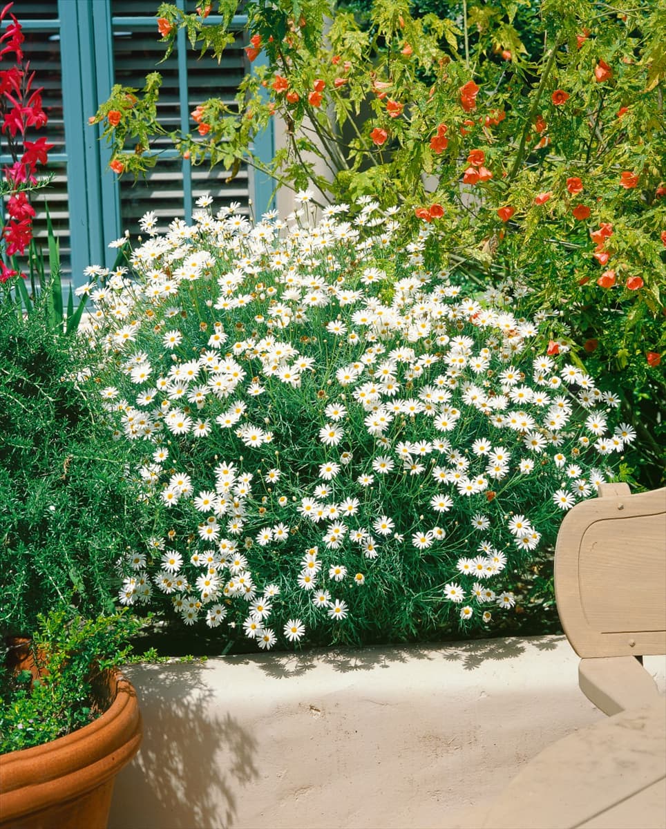 Argyranthemum frutescens white