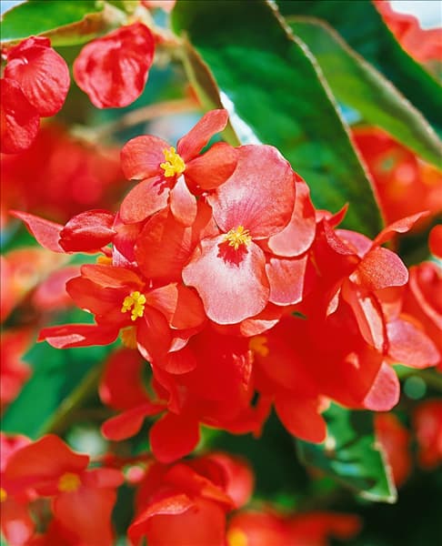 Begonia Dragon Wing Red