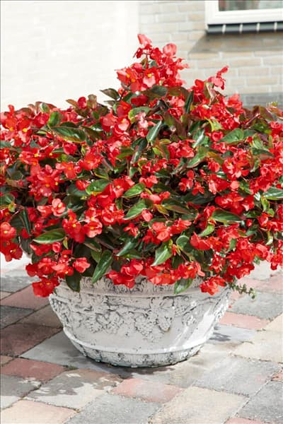Begonia Dragon Wing Red