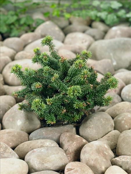 Abies balsamea Piccolo