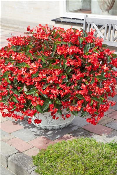 Begonia Dragon Wing Red
