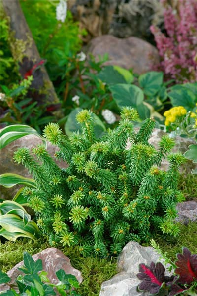 Abies balsamea Piccolo