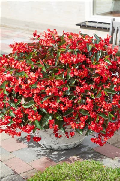 Begonia Dragon Wing Red