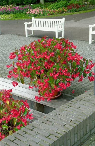 Begonia Dragon Wing Red