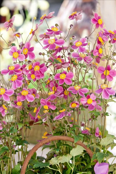 Anemone hupehensis