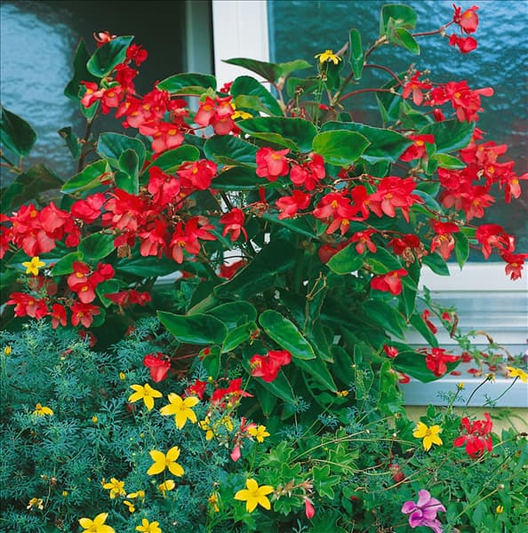 Begonia Dragon Wing Red