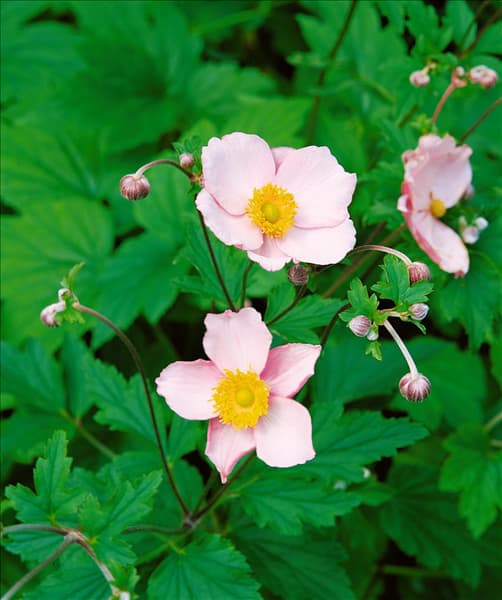 Anemone hupehensis