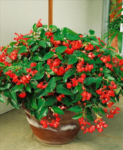 Begonia Dragon Wing Red