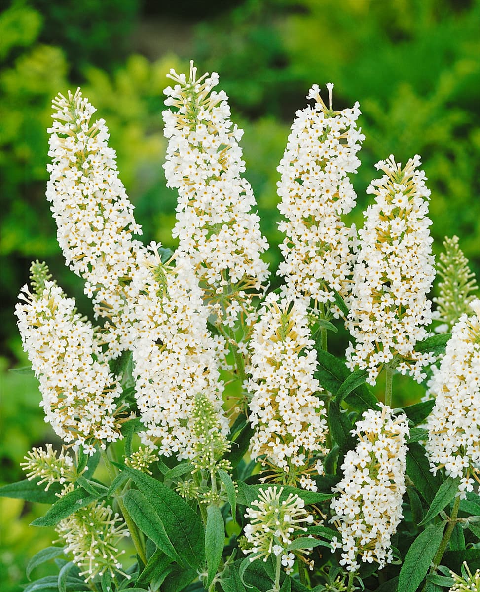 Buddleja davidii White Ball