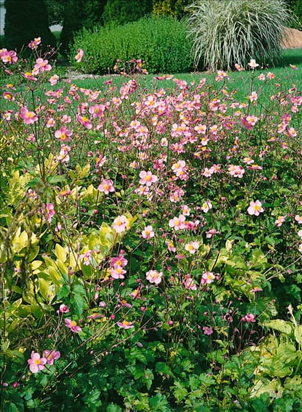 Anemone hupehensis