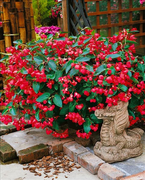 Begonia Dragon Wing Red