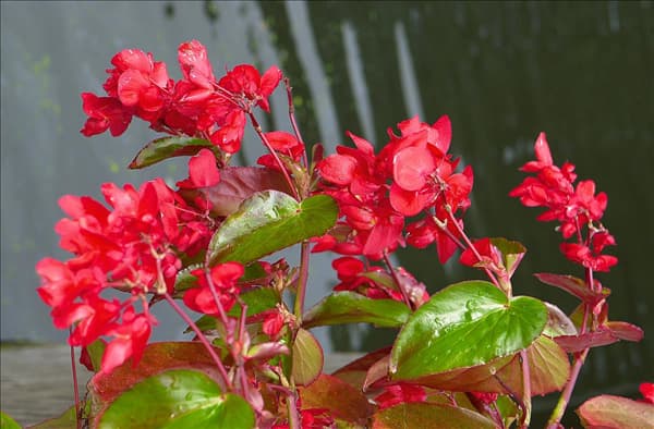 Begonia Dragon Wing Red