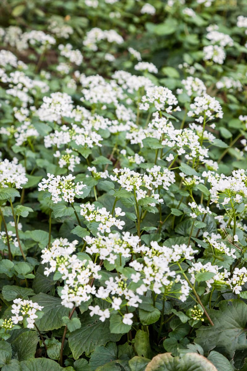 Alliaria petiolata