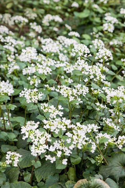Alliaria petiolata