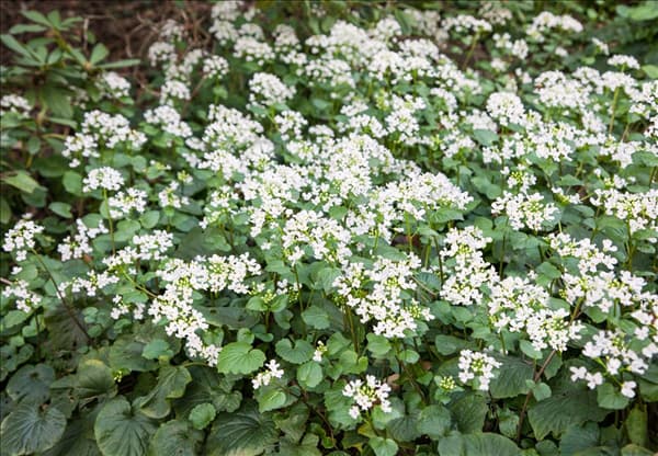 Alliaria petiolata