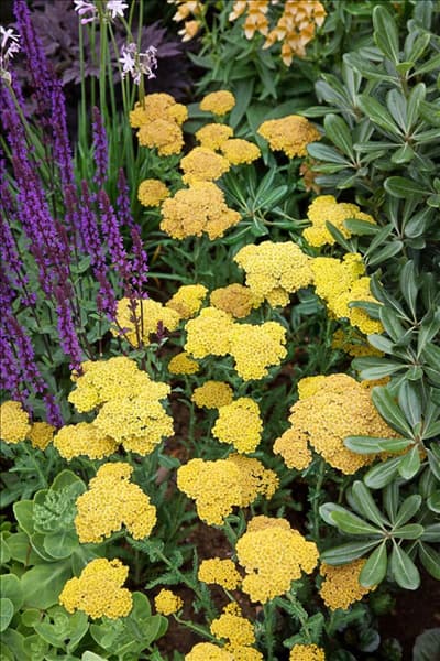 Achillea Moonshine
