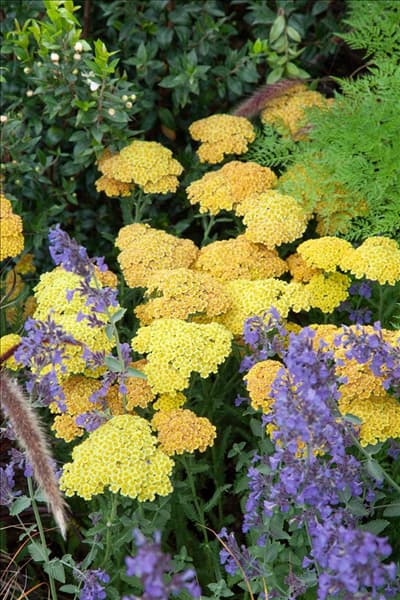 Achillea Moonshine
