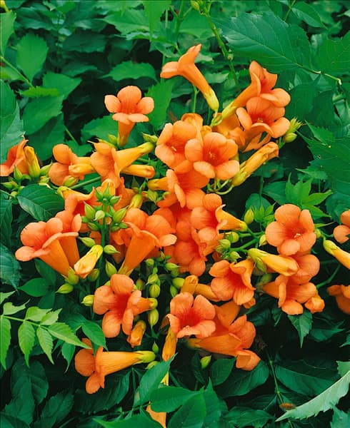 Campsis x tagliabuana Indian Summer