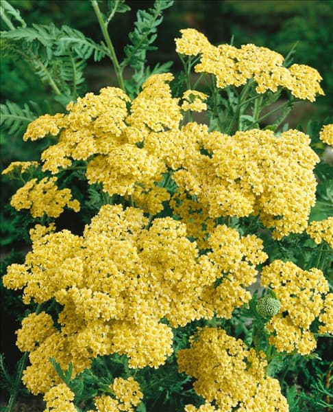 Achillea millefolium Primrose