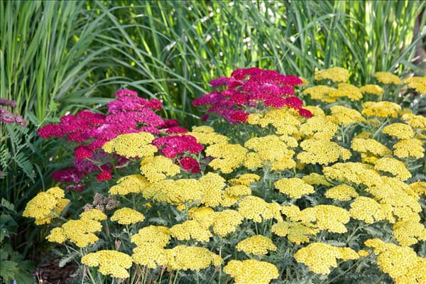Achillea millefolium