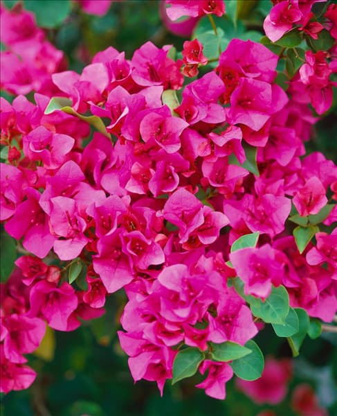 BOUGAINVILLEA Red Z