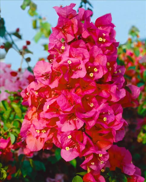 Bougainvillea red/rose