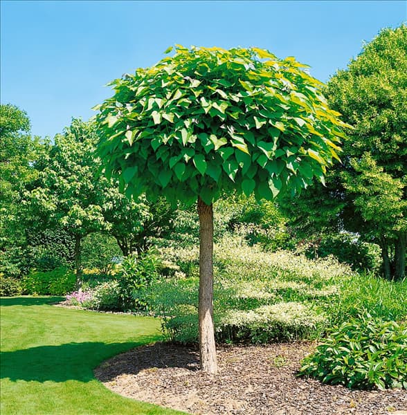 Catalpa bignonioides Nana