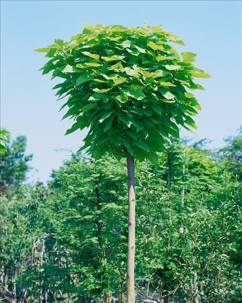 Catalpa bignonioides Nana